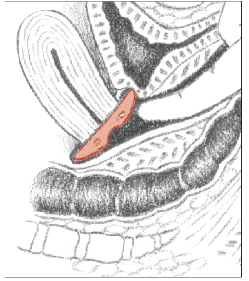 Milex Shaatz, vikbar